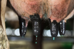 У чернігівському господарстві після голштинізації стада ВРХ зросли надої