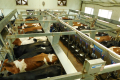 Системи моніторингу за станом корів допомагають ухвалювати ефективні рішення