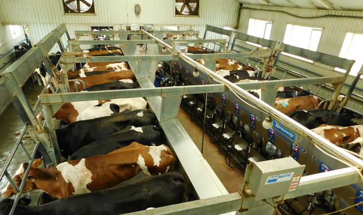 Енергоефективні модернізації на молочній фермі окупляться за 3-5 років