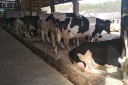 Малі фермери хочуть вижити за низьких цін на молоко: що може зробити держава