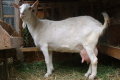 Ферма «Тетяна 2011» планує збільшити виробництво козиного молока до 40 тонн на добу