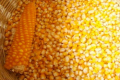 Корми з восковидною кукурудзою краще засвоюється тваринами