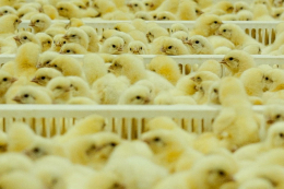 Розвиток у перший тиждень життя курчат ‒ база продуктивності