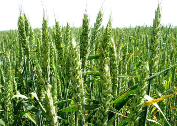 українські сорти пшениці
