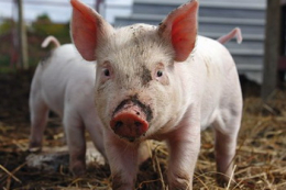 Лікування поросят антибіотиками має зворотний бік