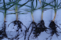 Застосування біопрепаратів сприяє розвитку кореневої системи озимої пшениці