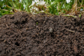 Як оптимізувати вміст гумусу у ґрунті