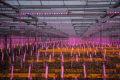 У Польщі збудували першу full-LED теплицю для вирощування томатів