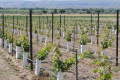 Насадження винограду ремонтують у перші два роки