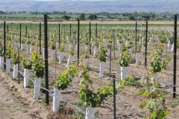 Ділянки для висаджування винограду визначають взимку
