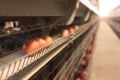 У І кварталі промислове виробництво яєць скоротилося на 0,8%