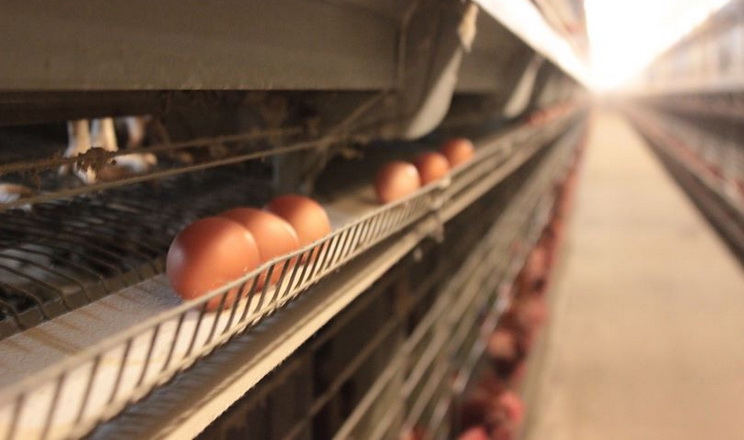 У І кварталі промислове виробництво яєць скоротилося на 0,8%