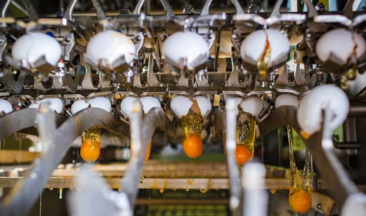 За 9 місяців виробництво рідких яєчних продуктів у «Овостар Юніон» скоротилося на 11%