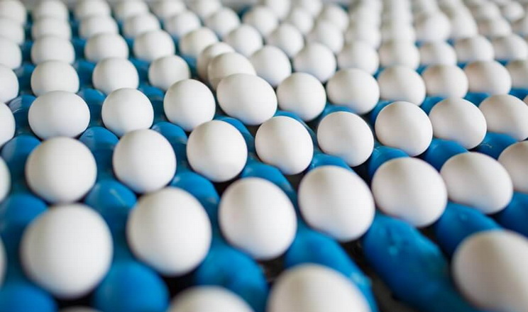 У І кварталі експорт яєць у «Овостар Юніон» скоротився більше ніж наполовину