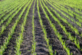 Як захистити пшеницю озиму у перші періоди вегетації після зимівлі