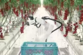 Роботи допомагають збирати і транспортувати томати в японській теплиці