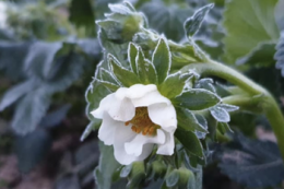 Ягідники втратили значну частку врожаю через кліматичні аномалії