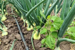 Озима цибуля втрачає статус ніші через зростання площ у центрі України