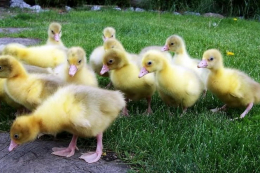 Які варіанти перебігу вісцерального сечокислого діатезу у птиці