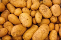 Польські фермери готові утилізувати тисячі тонн непроданої картоплі