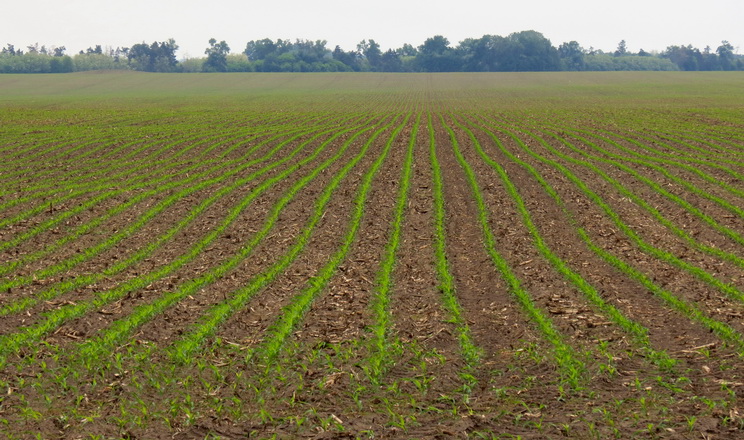 Як підготувати ґрунт до сівби кукурудзи