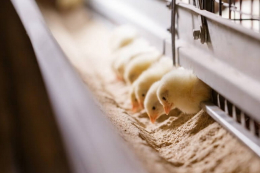 Імпорт живої птиці за 2 місяці зріс на 3,5%