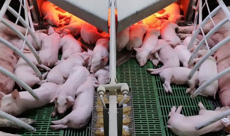 Хмельницьке свиногосподарство поліпшило умови утримання тварин завдяки правильній підлозі