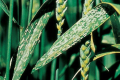 Сильний розвиток борошнистої роси на пшениці можливий за різної погоди