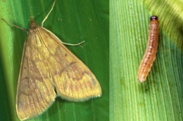 Стебловий кукурудзяний метелик подекуди заселяє до 100% посівів кукурудзи