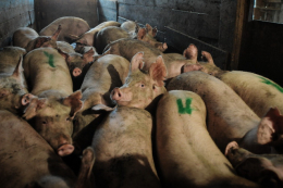 Передзабійний і післязабійний огляд тварин: нові вимоги з 1 березня 2027 року