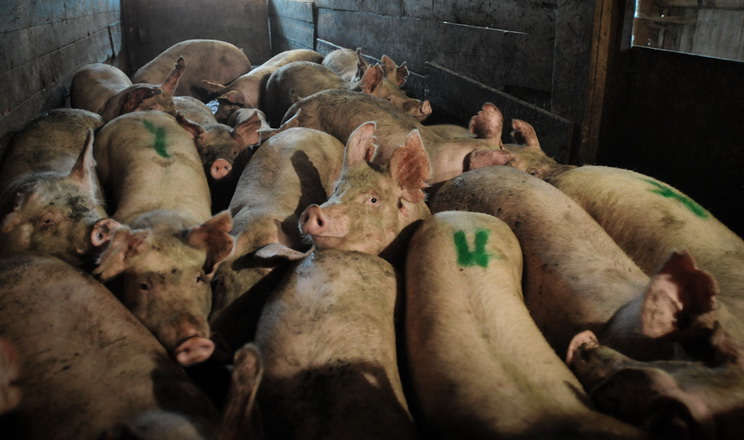 Грубе поводження зі свинями під час перевезення на забій призводить до їхнього травмування