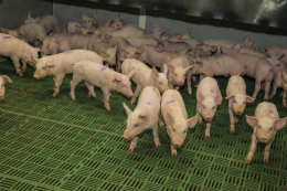 З 1 травня змінюється видача ветеринарних документів на свинопоголів’я з груповим номером