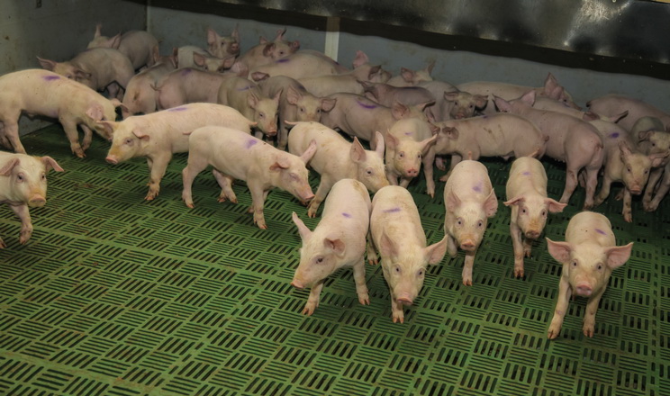 У Південній Кореї – перший протягом року спалах АЧС серед свійських свиней