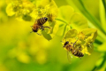 Бджоли не змогли зібрати травневий мед через холодну погоду