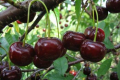 СФГ «Вікторія» робить ставку на якість кісточкових фруктів