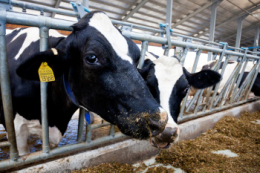 Яка роль летких жирних кислот у рубці корови