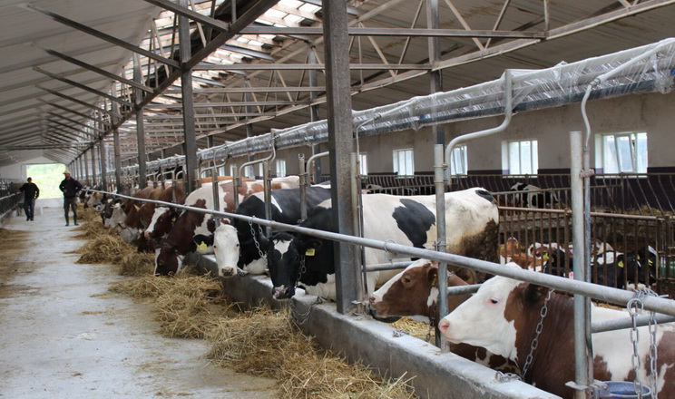 Узимку додаткове освітлення кормового столу корів на 5-7% підвищує надої