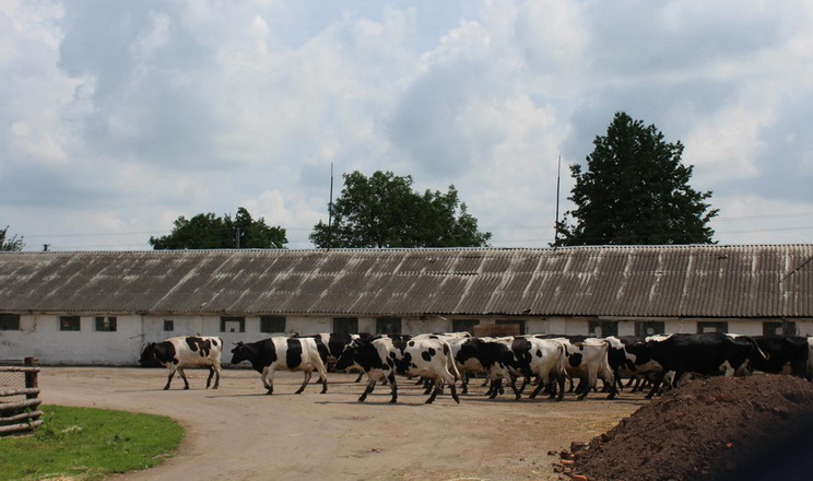 Влітку у відкритих загонах для корів потрібно облаштувати тіньові навіси