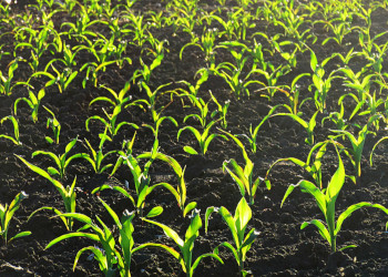 Внесення борних добрив підвищує стійкість кукурудзи до різких перепадів температури повітря