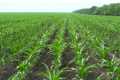 Визначено оптимальні сроки та умови для проведення листової обробки посівів кукурудзи