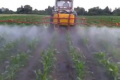 Вирощувати кукурудзу без гербіцидів практично неможливо, – науковець