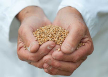 На Вінниччині виявили 64 тонни некондиційного насіння озимих культур