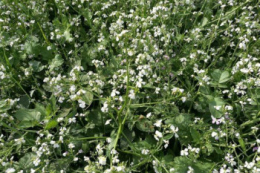 Науковці дослідили, які сидерати та їх сумішки найефективніші