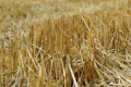 Рештки кукурудзи дають ґрунту до 8 т/га органіки, – досвід