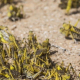 Ареал поширення сарани може збільшитися до 25% через потепління клімату