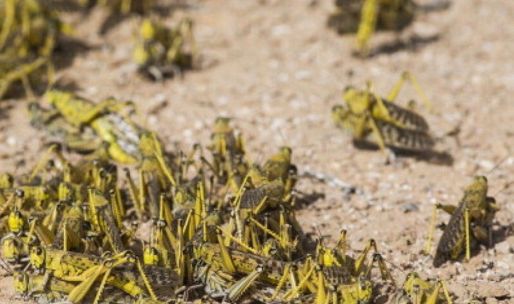 Ареал поширення сарани може збільшитися до 25% через потепління клімату