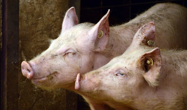 Середня ціна на живець свиней сягнула 55,3 грн/кг