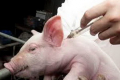 Британські вчені тестують на свинях подвійну дозу вакцини проти COVID-19