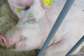 Швидкість руху повітря під час охолодження неоднакова для різних груп свиней