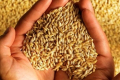 З Волині відправлять 2 тисячі тонн зерна до Харківщини